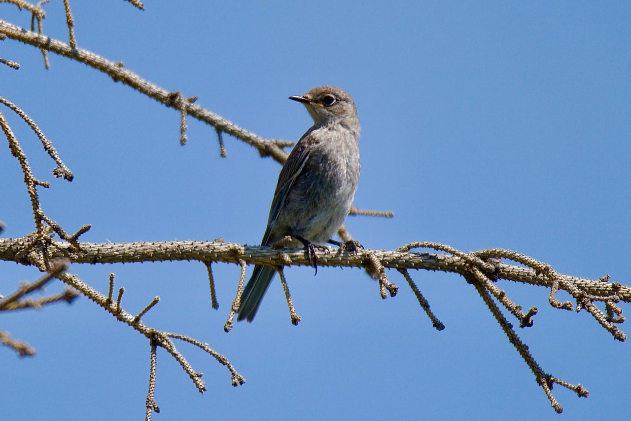 A mountain bluebird.