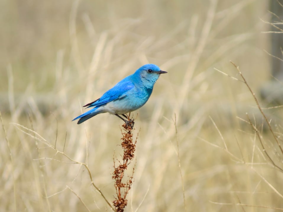 A mountain bluebird.