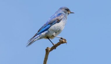 Bluebird numbers have plummeted. Here's how Albertans are helping them recover