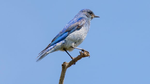 Bluebird numbers have plummeted. Here's how Albertans are helping them recover