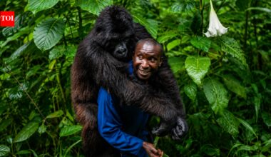 Meet André Bauma: A man who became the mother of orphaned mountain gorillas in Congo | World News