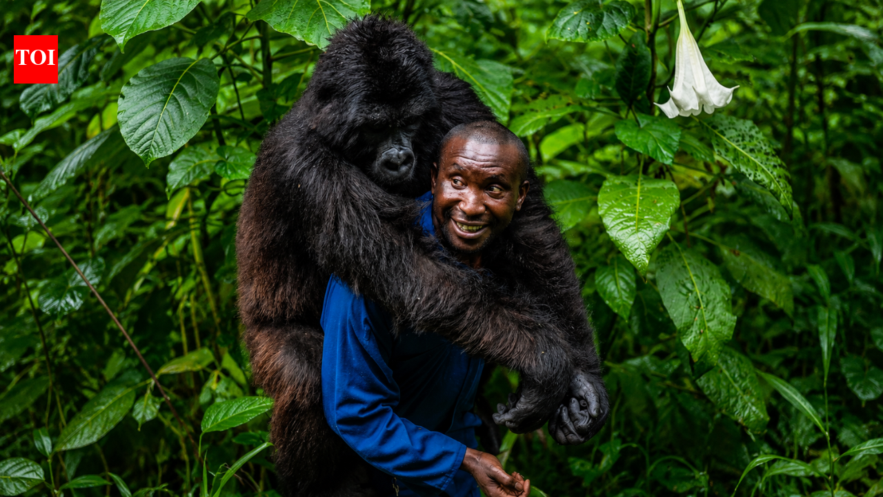 Meet André Bauma: A man who became the mother of orphaned mountain gorillas in Congo | World News