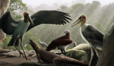 "It could sprint at 40mph and had a huge skull with a deadly-looking, hooked beak and swallowed its prey whole…" 10 deadliest prehistoric birds ever