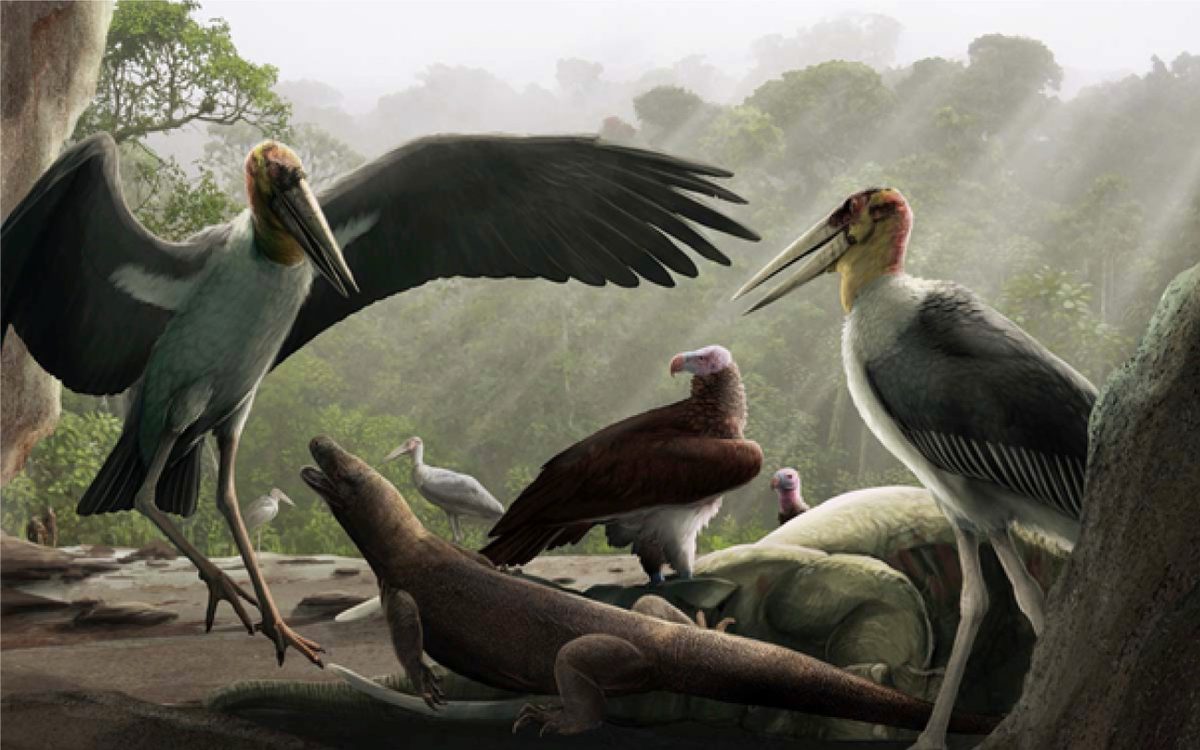 "It could sprint at 40mph and had a huge skull with a deadly-looking, hooked beak and swallowed its prey whole…" 10 deadliest prehistoric birds ever