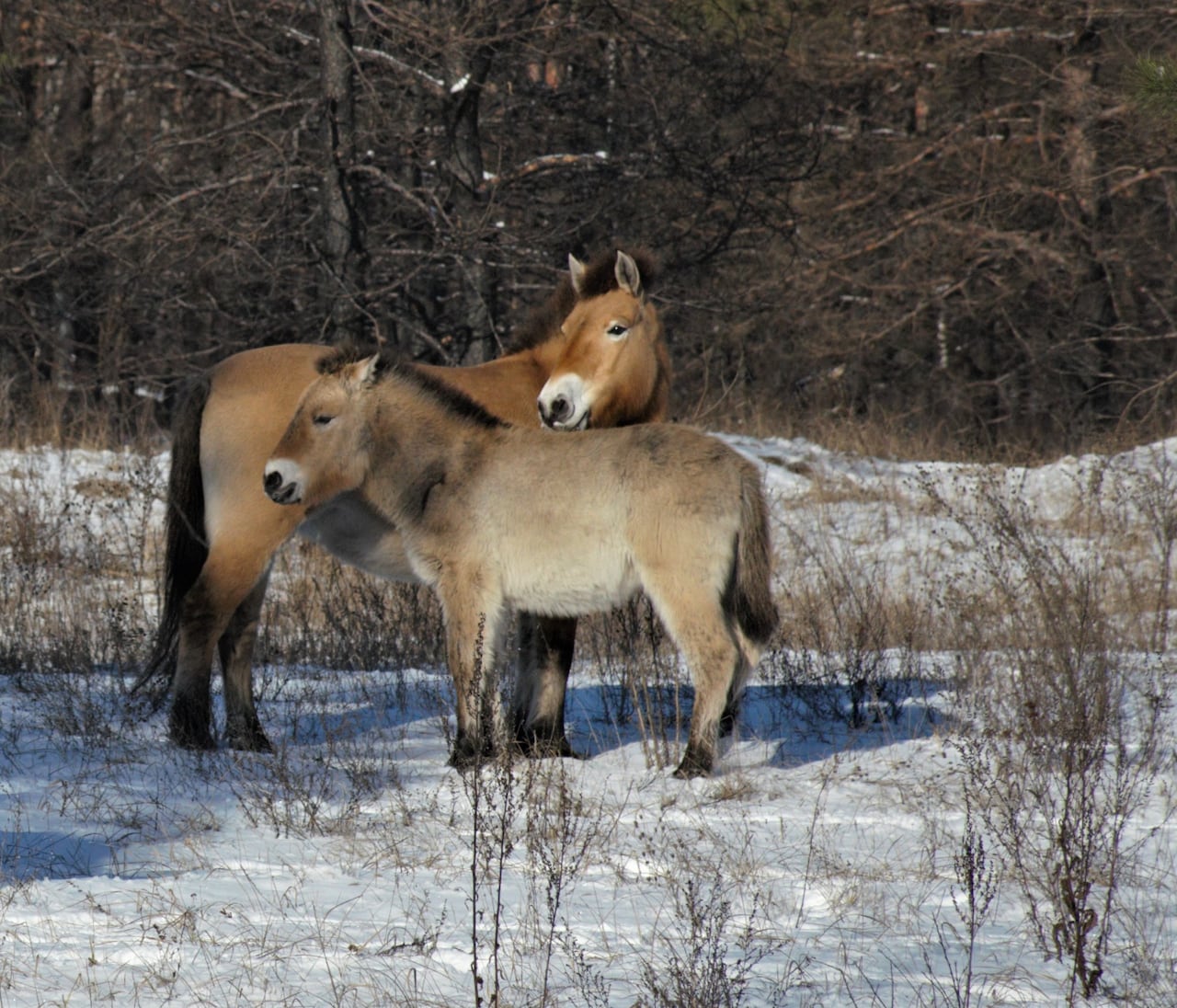 Horses stand in snow.