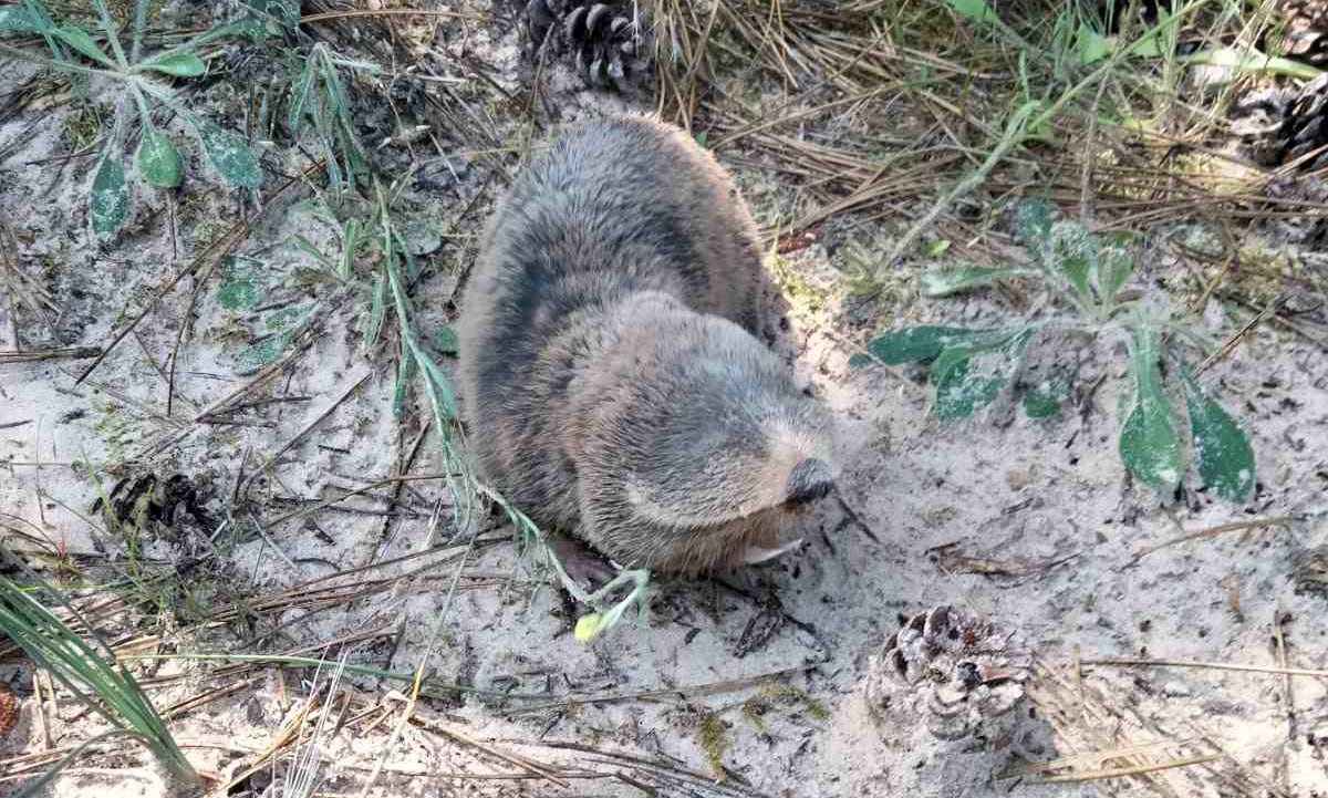 A furry mammal stands in sand with pinecones, pine needles and other plants.