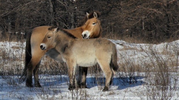 How modern warfare is reshaping Ukraine’s natural environment