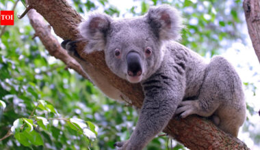DNA from 457 koalas suggests the species nearly went extinct 100,000 years ago, before humans reached Australia