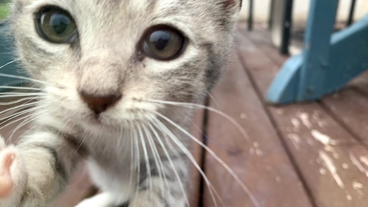 Close up of a grey kitten.