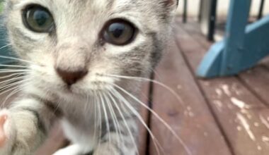 Stolen cat leads to extortion, theft charges against 72-year-old Winnipeg man