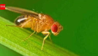 Scientists studied how animals survive winter and found fruit flies rebuild their biological clock into a separate seasonal mode