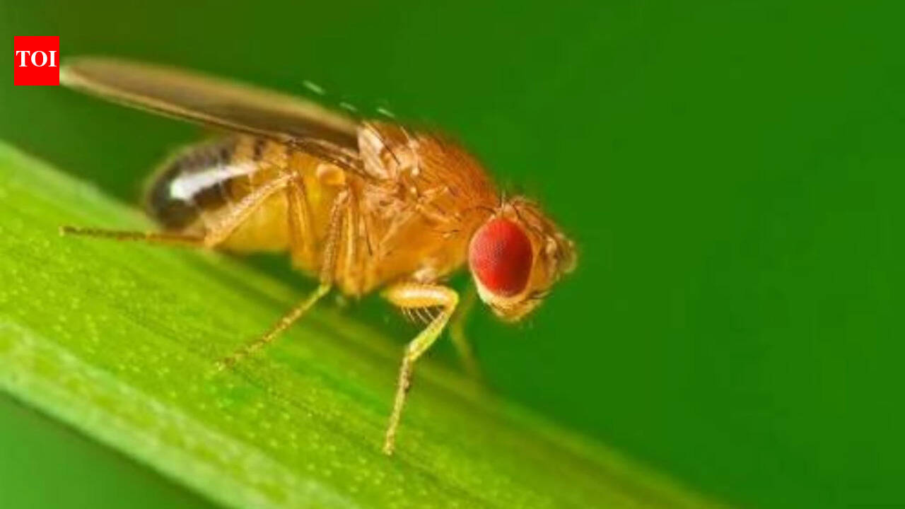 Scientists studied how animals survive winter and found fruit flies rebuild their biological clock into a separate seasonal mode