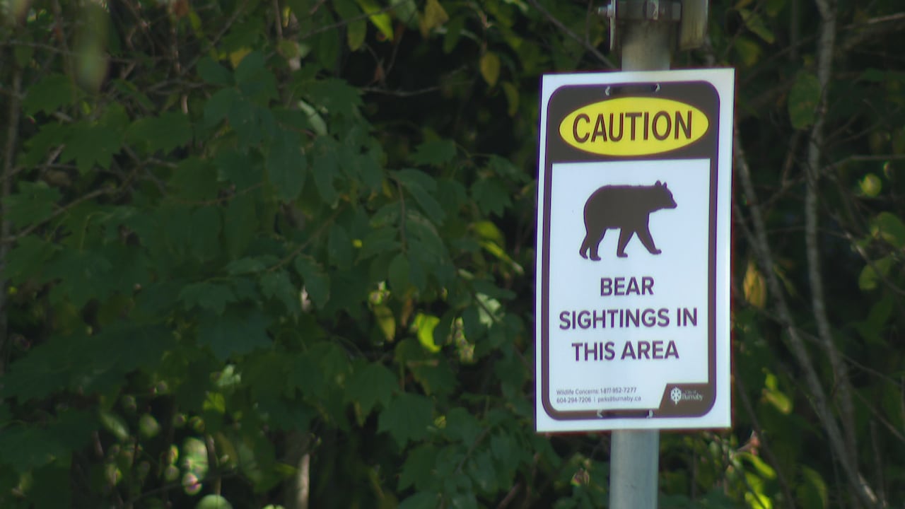 White sign with a silhouette of a bear that says Bear Sightings in This Area.