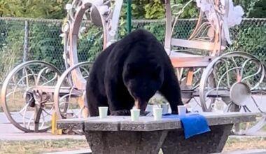 Is there an alternative to killing nuisance black bears?
