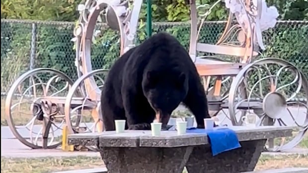 Is there an alternative to killing nuisance black bears?