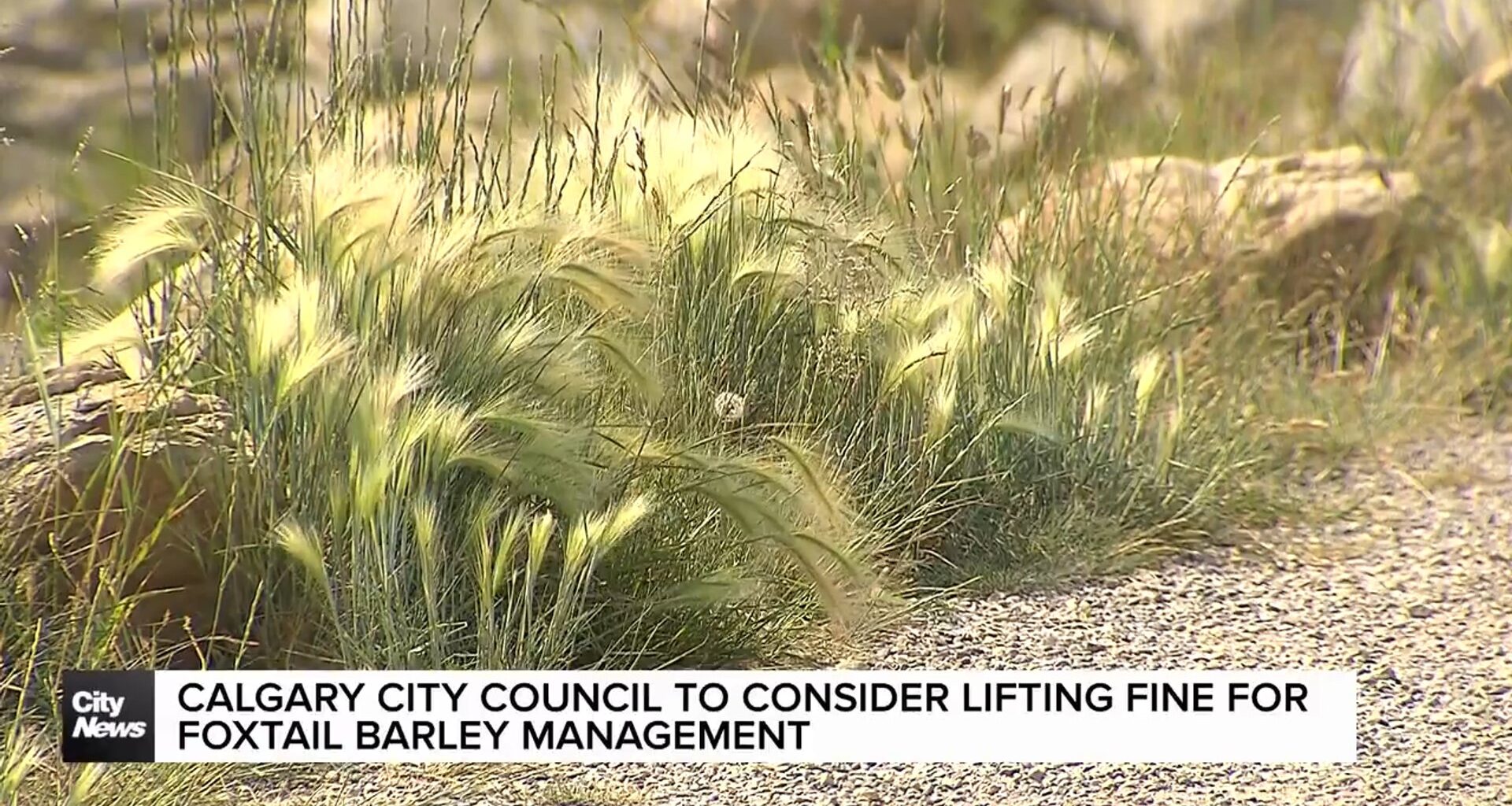Calgary City Council to consider lifting fine for failed foxtail barley management