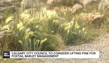 Calgary City Council to consider lifting fine for failed foxtail barley management