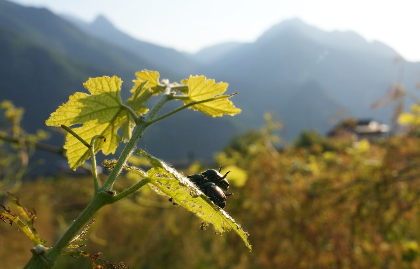 Japanese beetle advances through northern Italy’s vineyards and orchards, frustrating farmers – Winnipeg Free Press