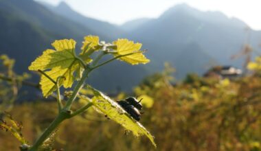 Japanese beetle advances through northern Italy’s vineyards and orchards, frustrating farmers – Winnipeg Free Press