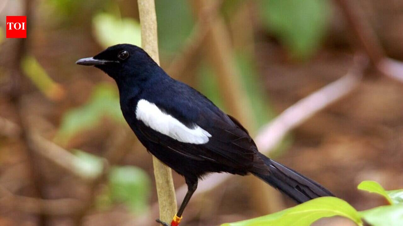 Seychelles Magpie-Robin: A Remarkable Comeback from Near Extinction | World News
