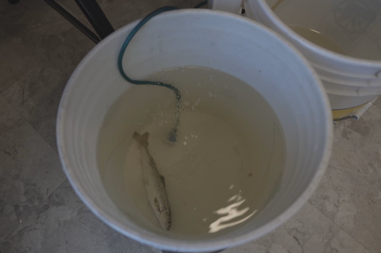 A small juvenile salmon in a pale of water.