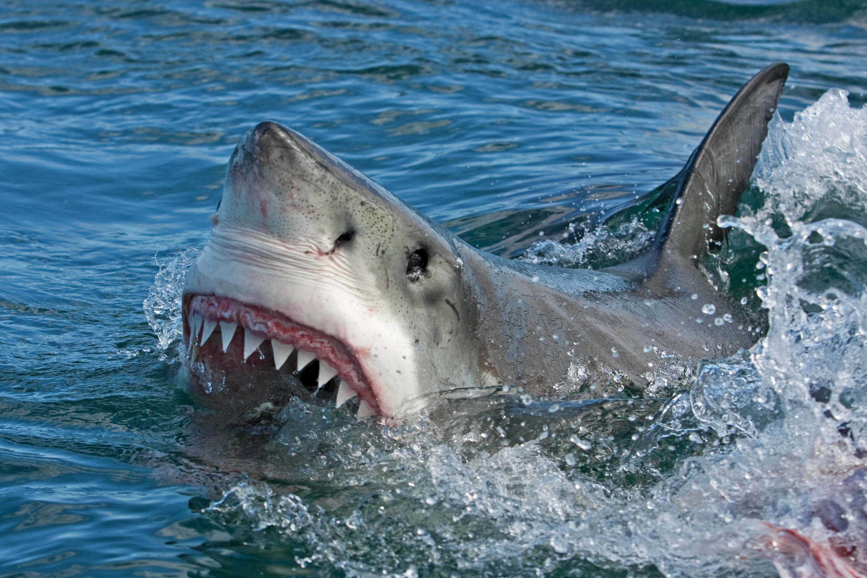 Great white shark