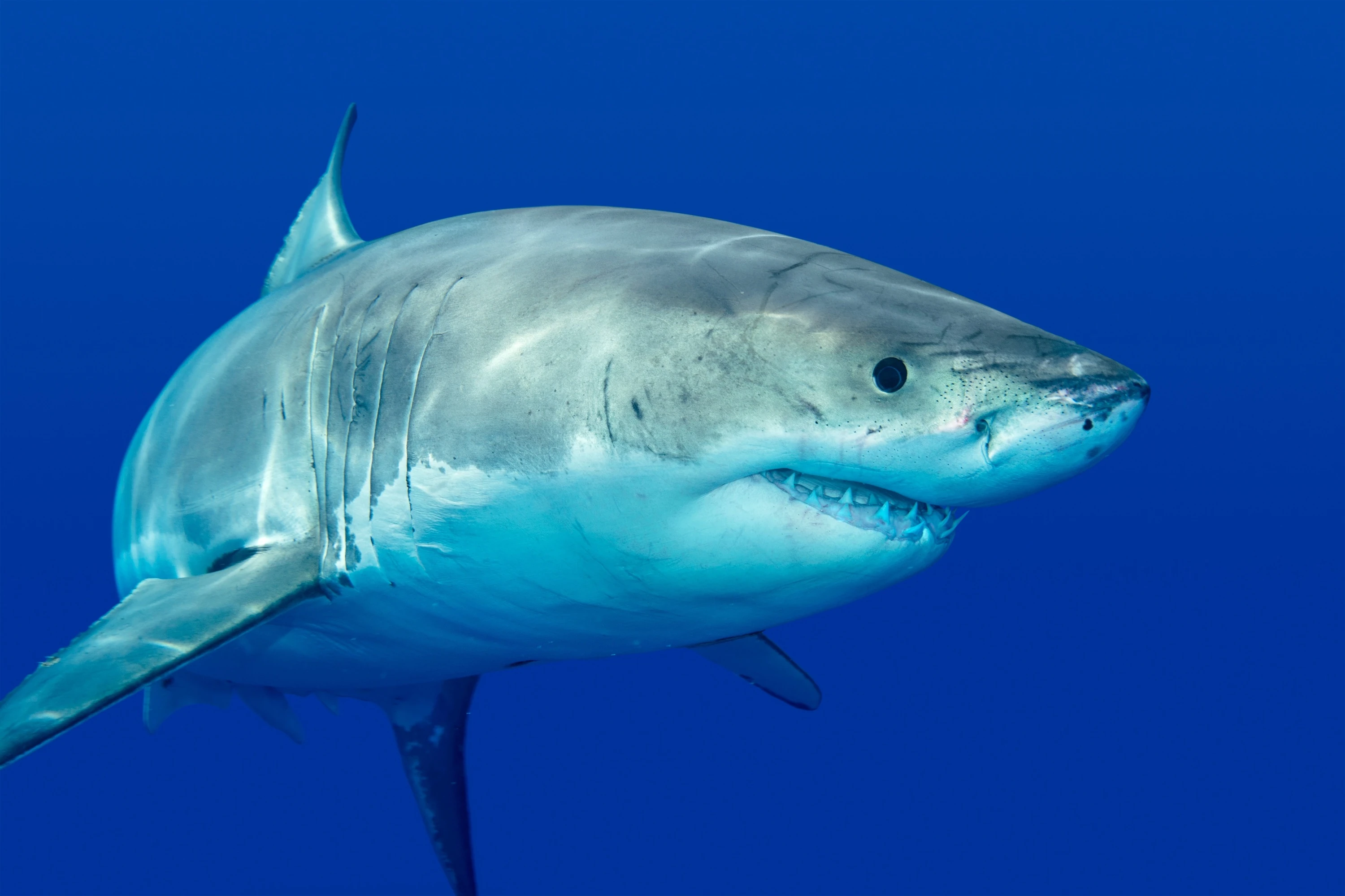 Shark