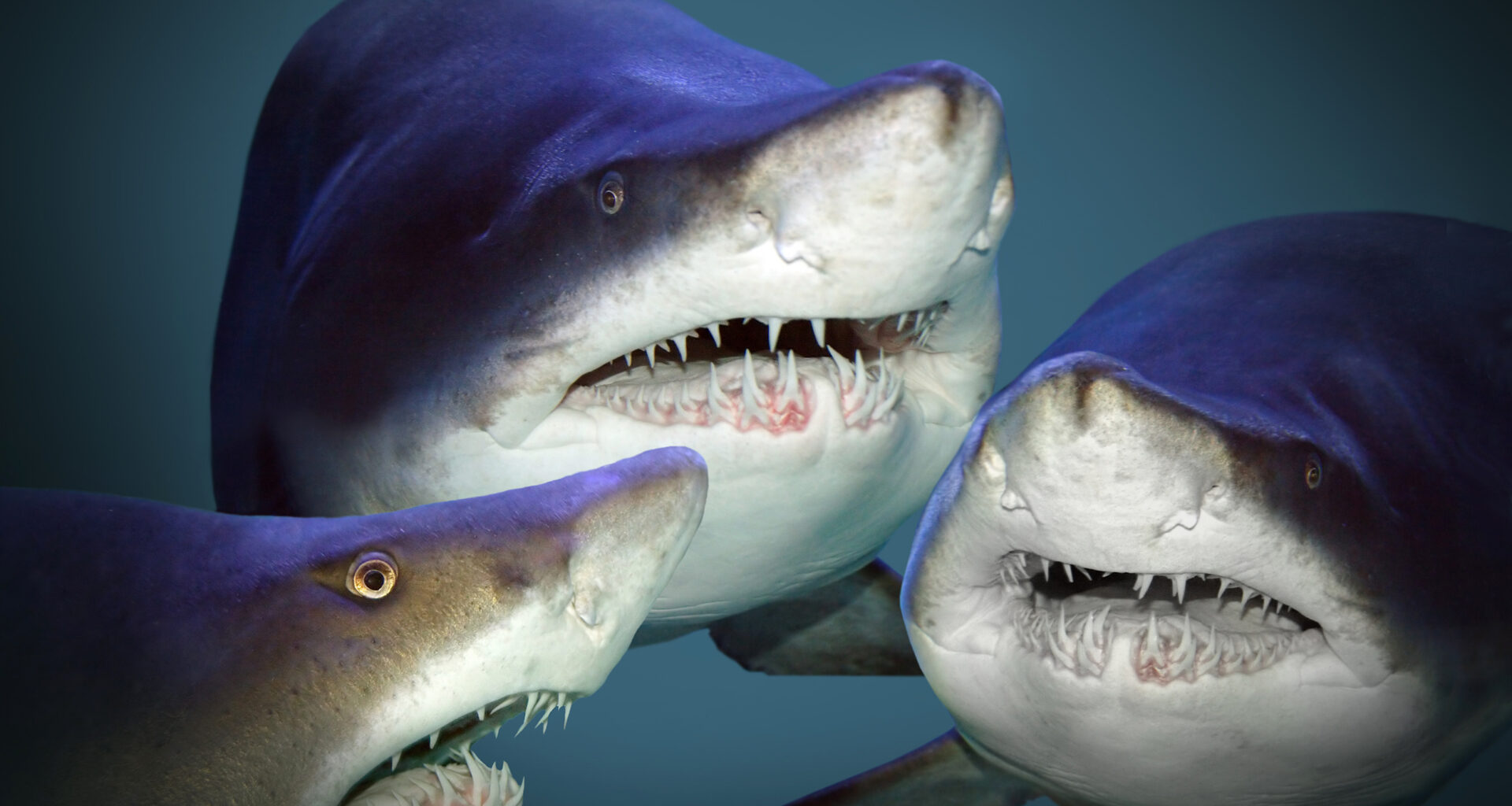 3 Great White Sharks in the Gulf of St. Lawrence Near Gaspé