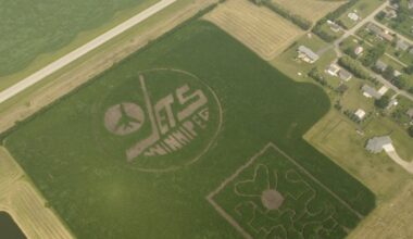 Winnipeg Jets logo corn maze grows in Manitoba