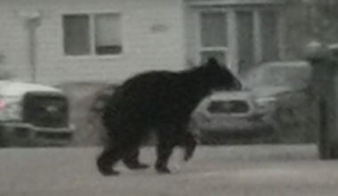 Bear killed after wandering into Yellowknife neighborhood
