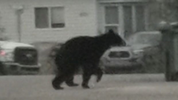 Bear killed after wandering into Yellowknife neighborhood