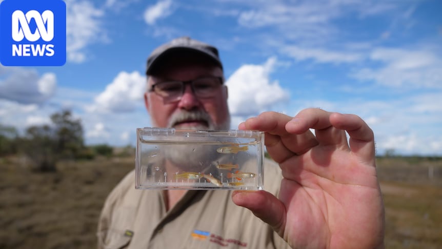 Tiny red-fin blue-eye fish found only in Australia survives predator onslaught
