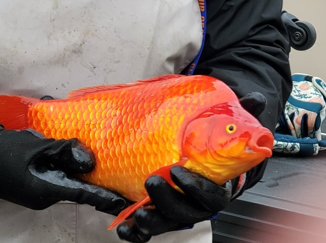 Yes, that's a goldfish. Workers with the city of Lethbridge have been pulling out giant aquatic invaders like the one pictured from stormwater ponds in recent months.