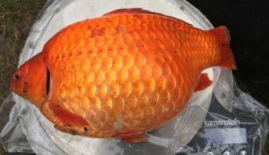 Alberta's aquatic ecosystems are being put at risk by illegal dumping of goldfish