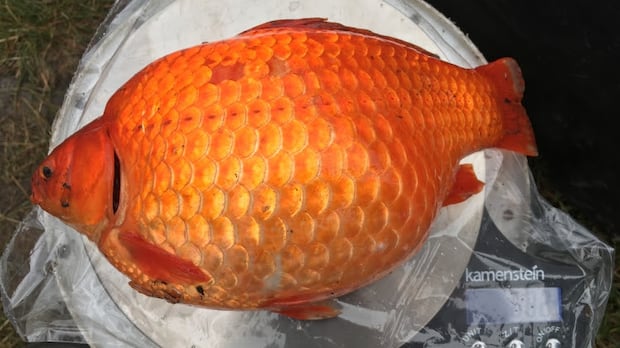 Alberta's aquatic ecosystems are being put at risk by illegal dumping of goldfish