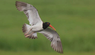 American oystercatchers were largely wiped out in New England: After a $10 million conservation push across 16 states, their numbers rose 45% along US coasts | World News