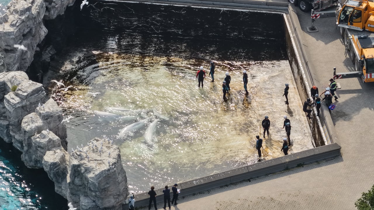 A shallow pool, shot from high above, with whales below the surface and about dozen people wearing helmets crowded around one whale. Outside the pool is a flatbed transport truck with a large blue box on it and a crane.