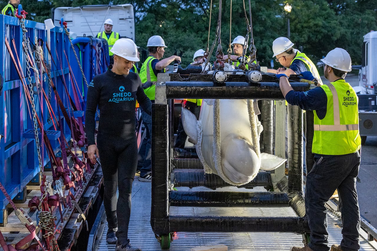 People in hard hats gather around a while whale in a sling. One smiling man's shirt says "Shedd Aquarium"