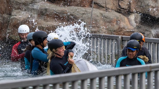 See how they got the belugas from Marineland to the United States, step by step
