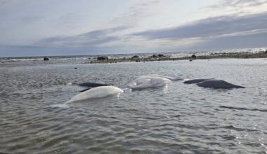 Conservation officers protect beached belugas in Churchill, Man., until tide returns