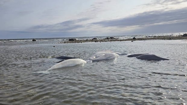 Conservation officers protect beached belugas in Churchill, Man., until tide returns