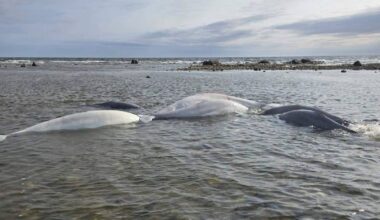 Whale of a rescue in Churchill – Winnipeg Free Press