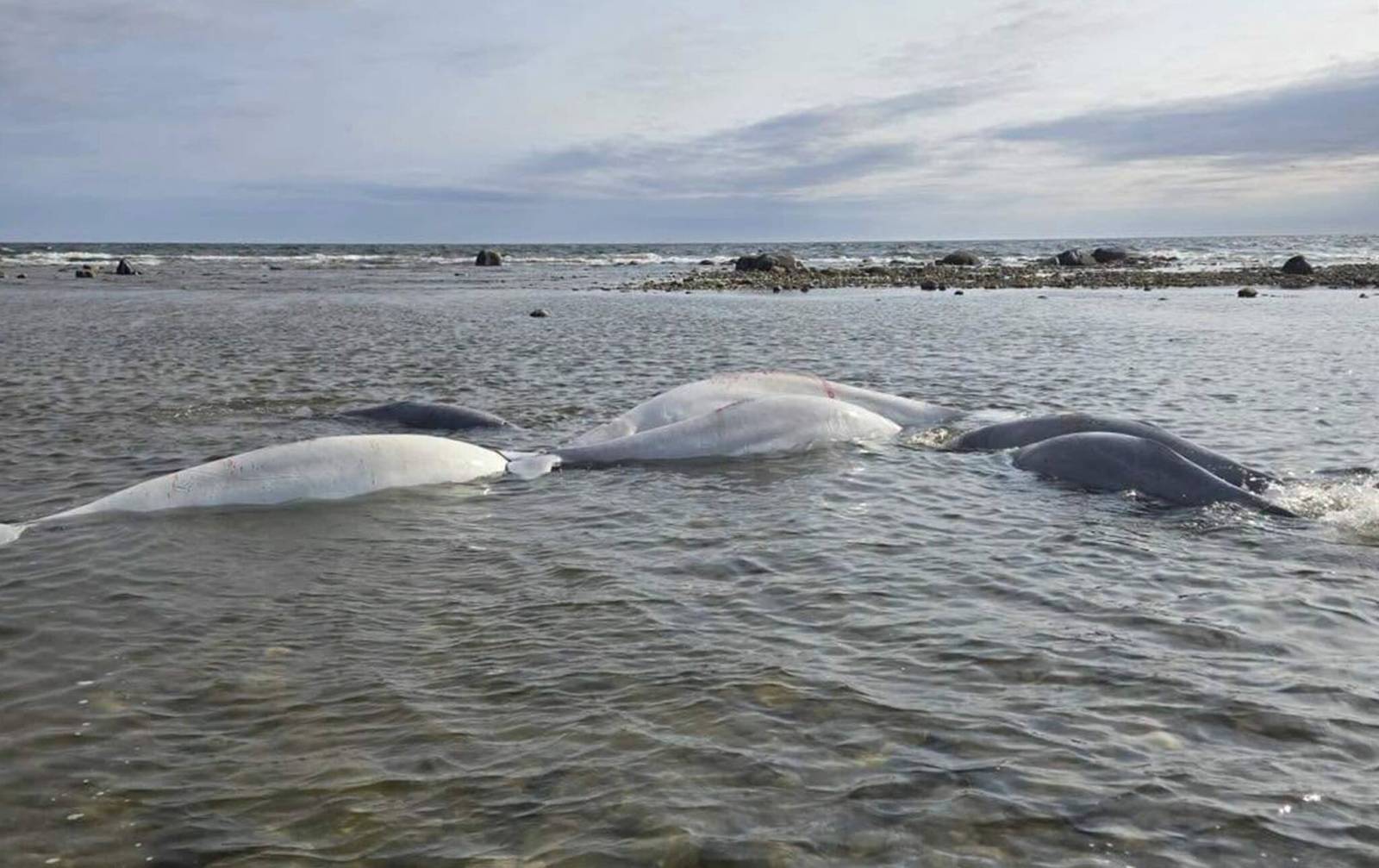Whale of a rescue in Churchill – Winnipeg Free Press