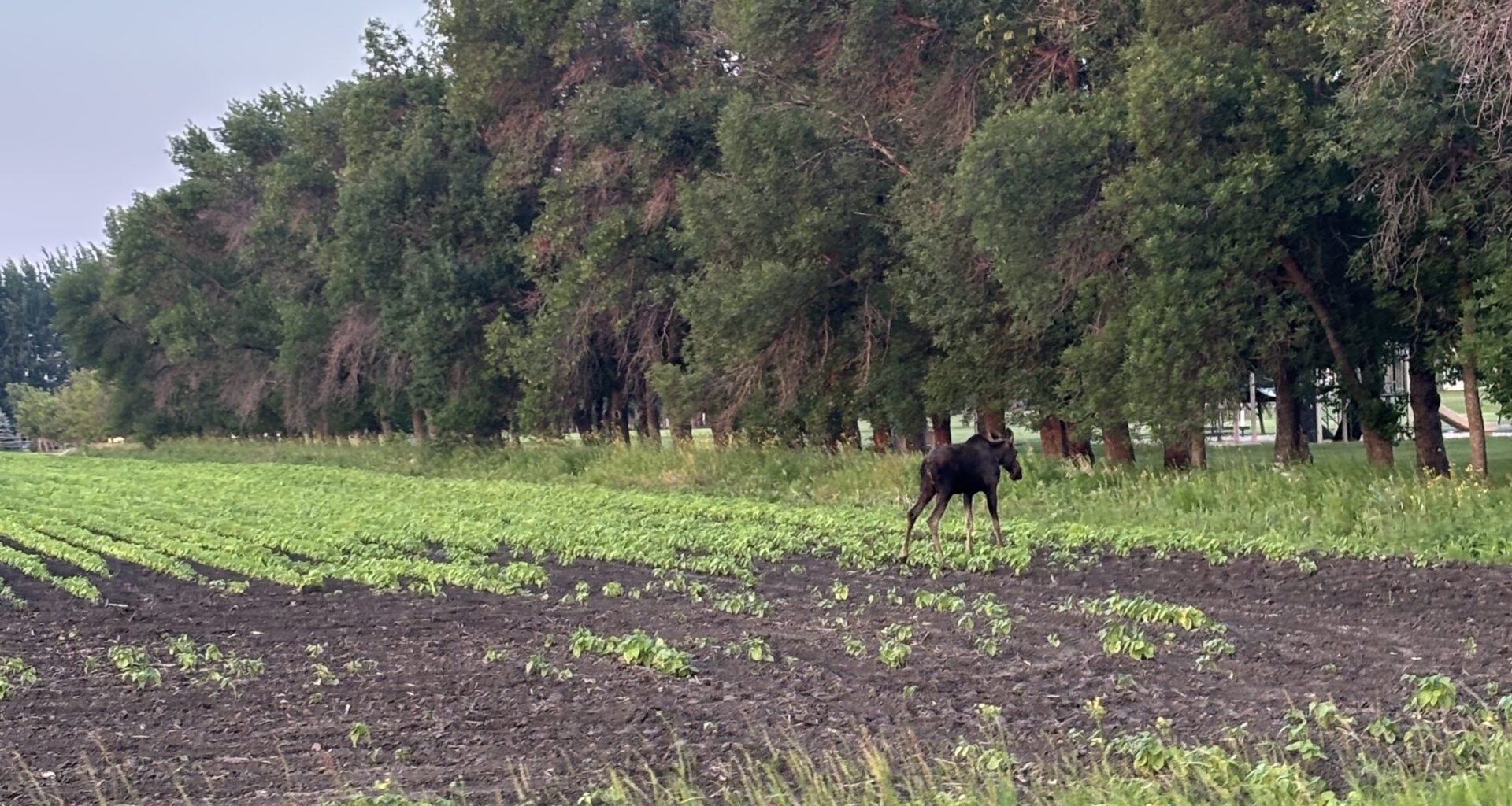 Moose on the move near Schanzenfeld caught on camera - PembinaValleyOnline.com