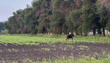 Moose on the move near Schanzenfeld caught on camera - PembinaValleyOnline.com