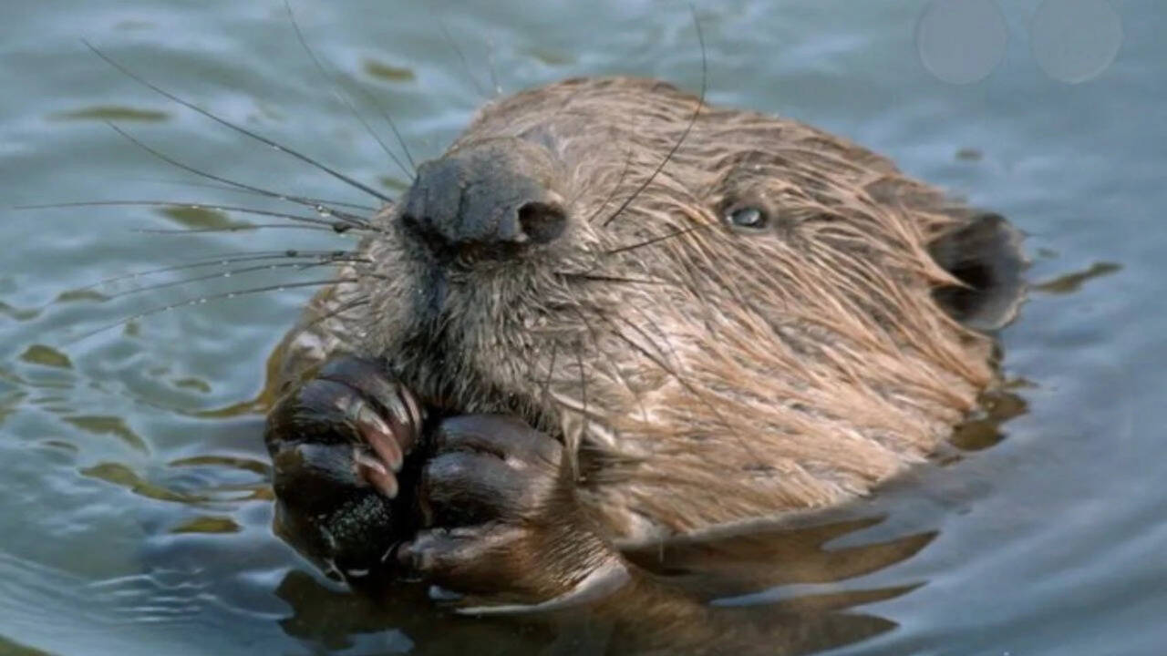West London streets flooded annually with heavy rains: Local council was about to spend millions to fix the problem, then beavers did it for free