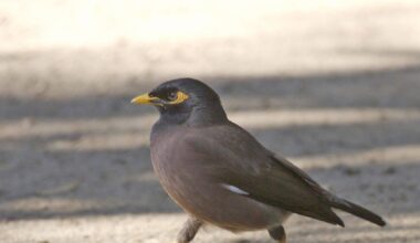 In 1862, the Indian myna was shipped to Melbourne to control crop pests and is now one of only three birds on the world's 100 worst invaders |