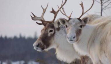 Quebec's captive caribou population grows after 16 fawns are born