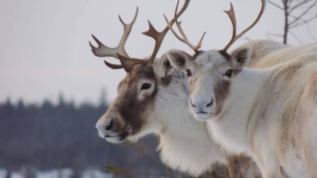 Quebec's captive caribou population grows after 16 fawns are born