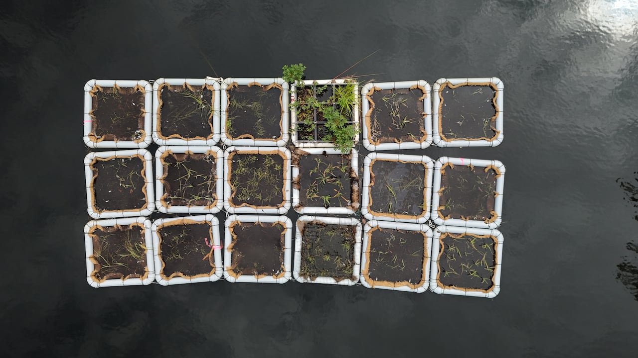 Sixteen square beds floating on a lake with PVC pipe around them are filled with plants and native spieces.